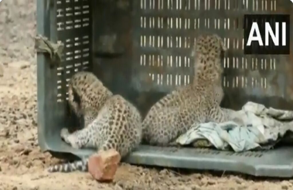 Leopard cubs found in forest 