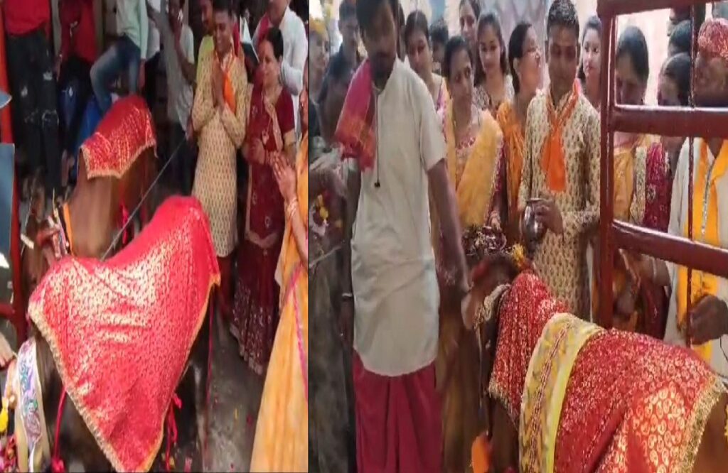 Unique marriage of heifer-calf in Khargone with Vedic mantras
