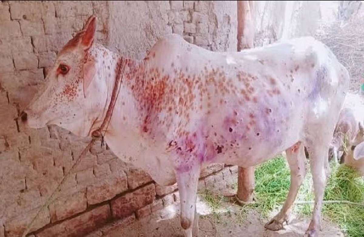 Ambikapur News: लंपी वायरस की चपेट में आया सरगुजा जिला, आवारा मवेशियों को नियंत्रित करने की कोशिश में जुटा विभाग