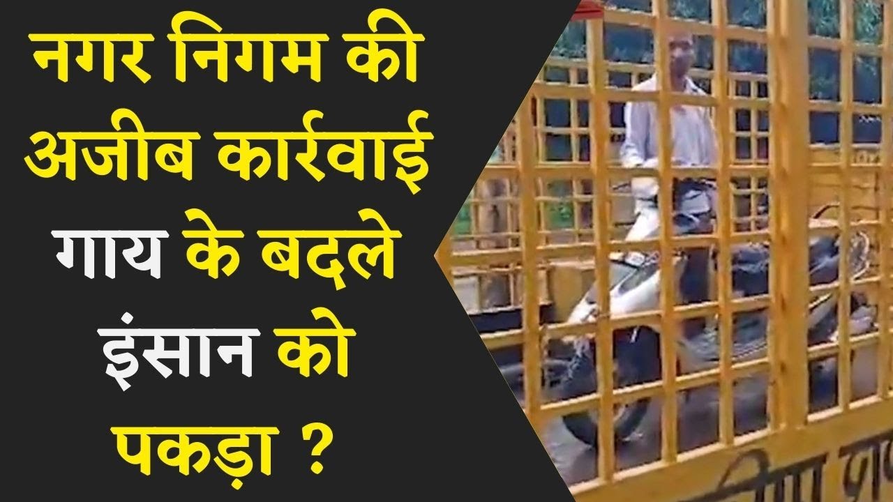 रायपुर नगर निगम की अजीब कार्रवाई । गलती से गाय के बदले इंसान को पकड़ा !
