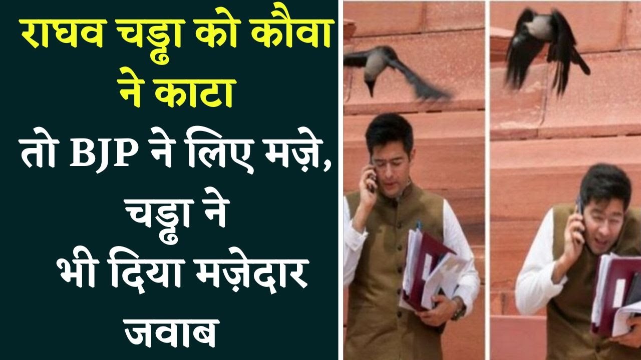 Raghav Chadda को कौवा ने मारी चोंच, BJP के तंज पर चड्ढा ने दिया करारा जवाब
