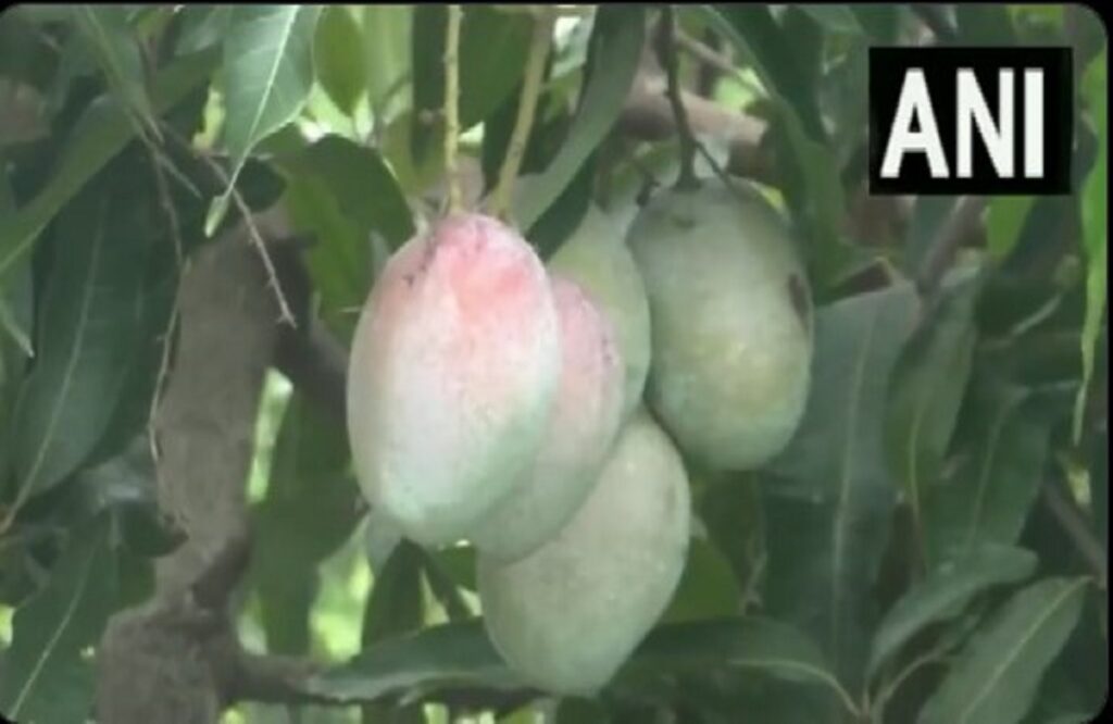 price of 'Miyazaki' mango