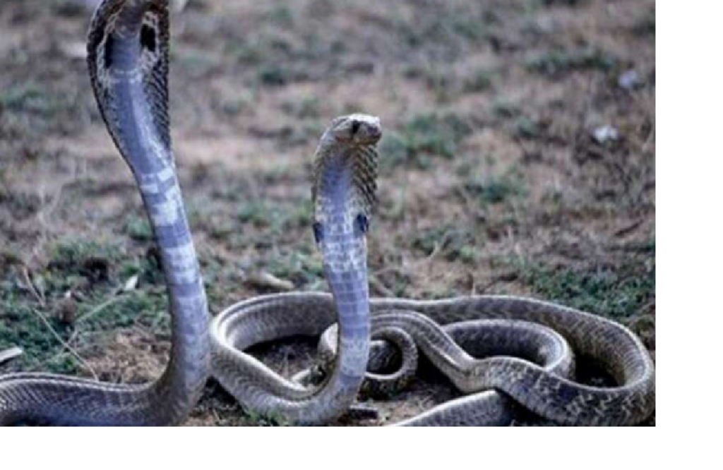 A pair of snakes has come to visit Lord Shiva in Sawan