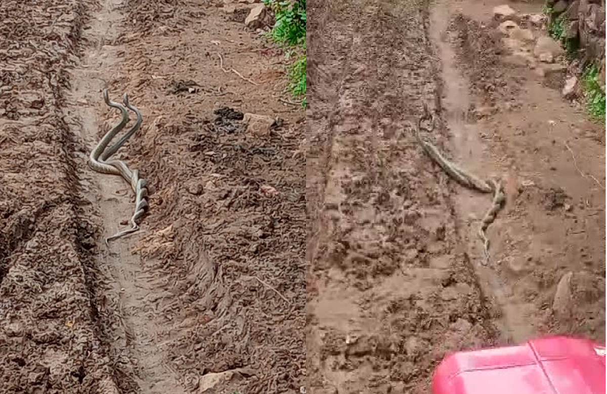 Hatta News: सावन के महीने में प्रेम लीला करते दिखा नाग-नागिन का जोड़ा, सोशल मीडिया पर वायरल हुआ वीडियो