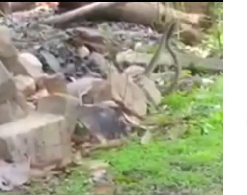 Sidhi: सावन के पहले दिन ही नाग-नागिन के जोड़े ने दिए दर्शन, दृश्य देखने इकठ्ठा हुआ पूरा गांव