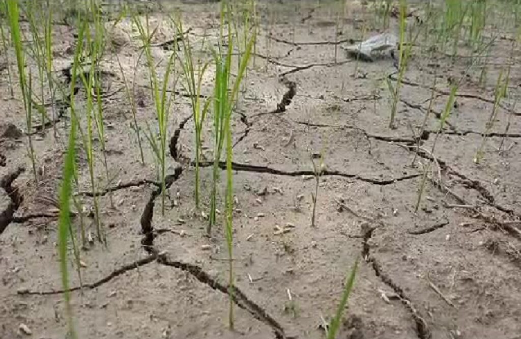 Farmer upset due to lack of rain