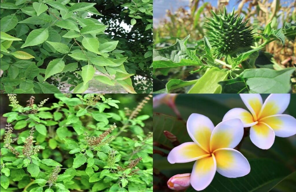 Plants for the house