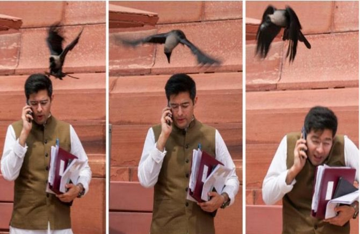 ‘झूठ बोले कौवा काटे’, AAP सांसद राघव चड्ढा को चोंच मार गया कौआ, BJP ने तस्वीर पोस्ट कर लिए मजे