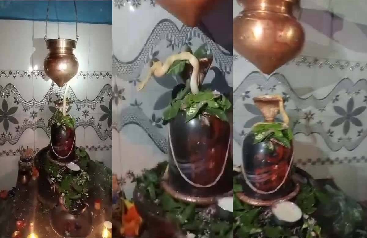 Betul News: श्रावण मास में शिवलिंग पर दिखा अद्भुत नजारा, मंदिर में उमड़ी श्रद्धालुओं की भीड़, जमकर वायरल हो रहा वीडियो