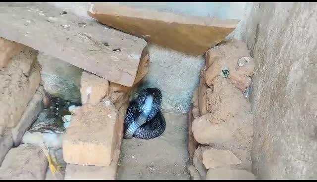 snake swallows chicken eggs