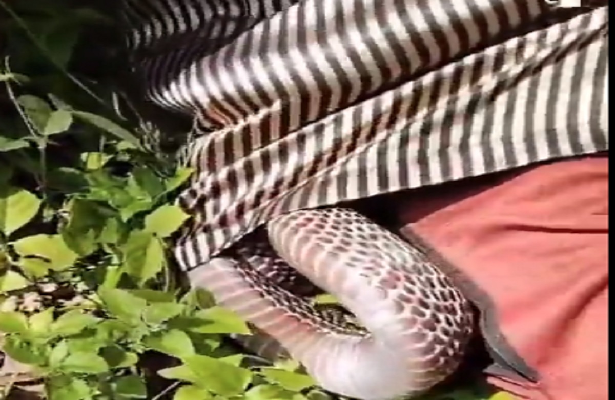 शख्स के शर्ट के अंदर घुसा बड़ा कोबरा सांप, वीडियो देखकर उड़ जाएंगे आपके होश