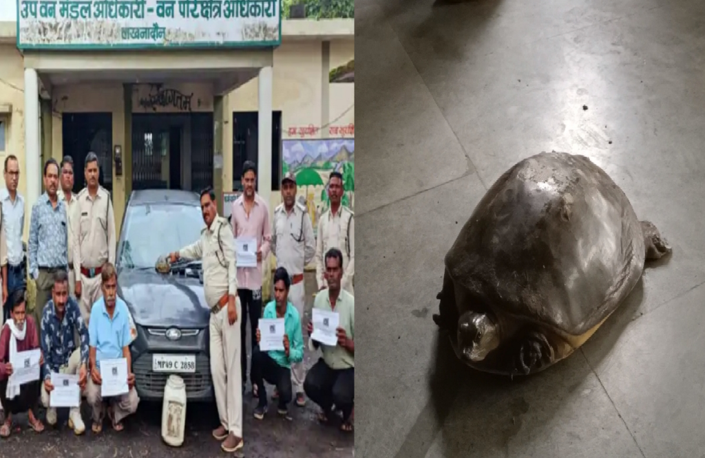 Six youths arrested for smuggling turtle to get betting numbers in Seoni