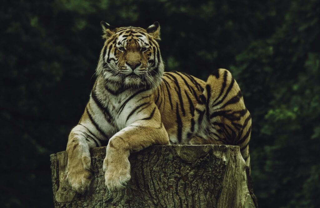 Tiger's Death in MP