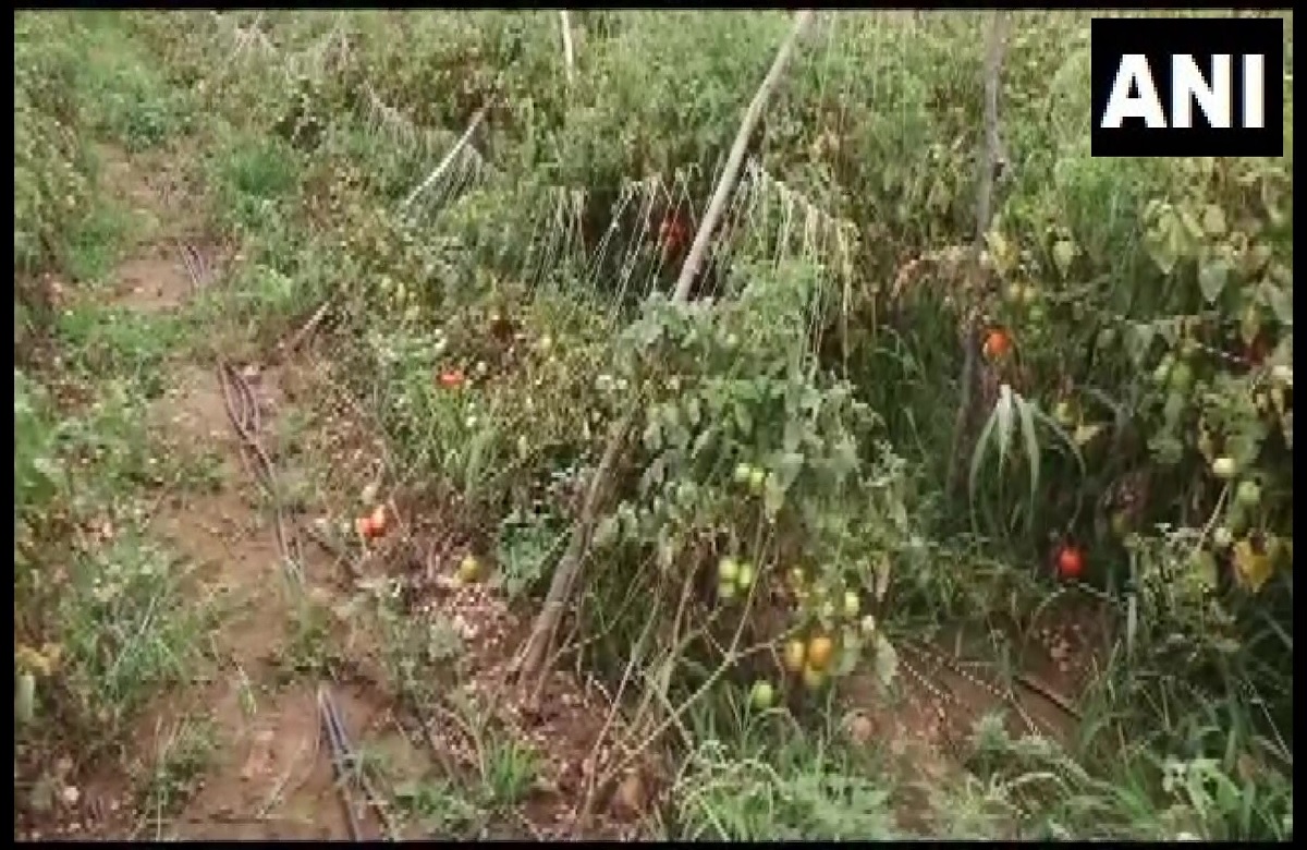 महंगाई के बीच खेत से टमाटर चोरी! रातभर में चोरों ने ढाई लाख का लगाया चूना, इस महिला किसान ने दर्ज कराई FIR
