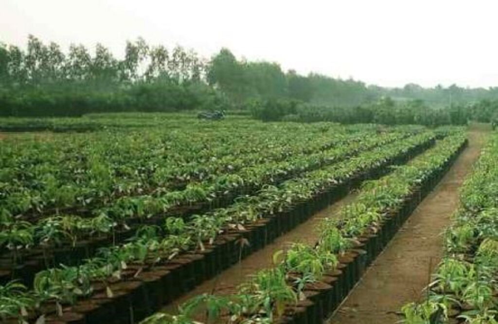 Farmers will get fruit plants for free
