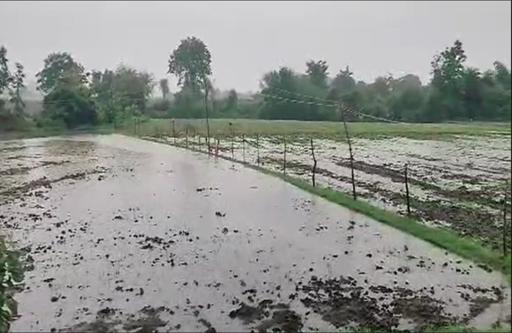 Farmers of Vidisha upset due to heavy rains