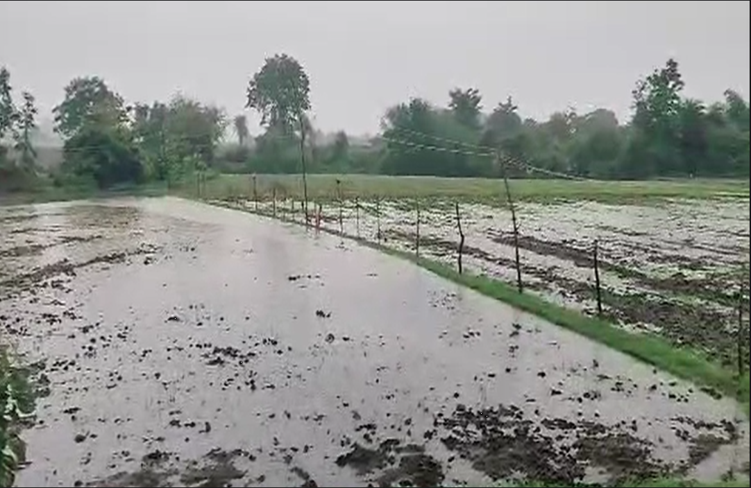 Vidisha News : भारी बारिश से जिले के किसान हुए परेशान, फसलें हुई चौपट, प्रशासन से कर रहे मुआवजे की मांग