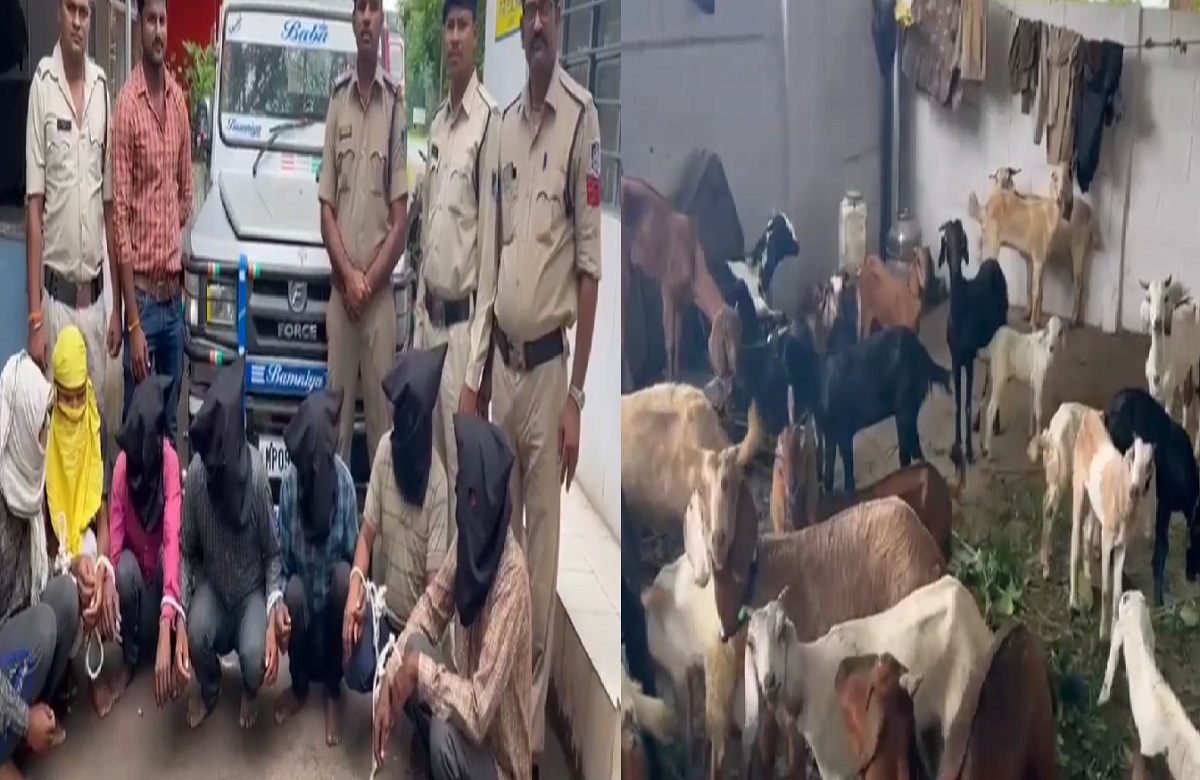 MP News: बकरी चोर गिरोह का भंडाफोड़, दो दर्जन से ज्यादा बकरियां जब्त, इन क्षेत्रों में दे रहे वारदात को अंजाम