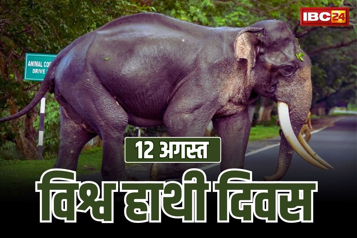 World Elephant Day 2023: आज 12 अगस्त का दिन है दुनियाभर के हाथियों को समर्पित, जाने इस दिन से जुड़ा पूरा इतिहास