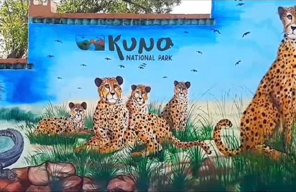 Cheetah Safari will start soon in Kuno National Park