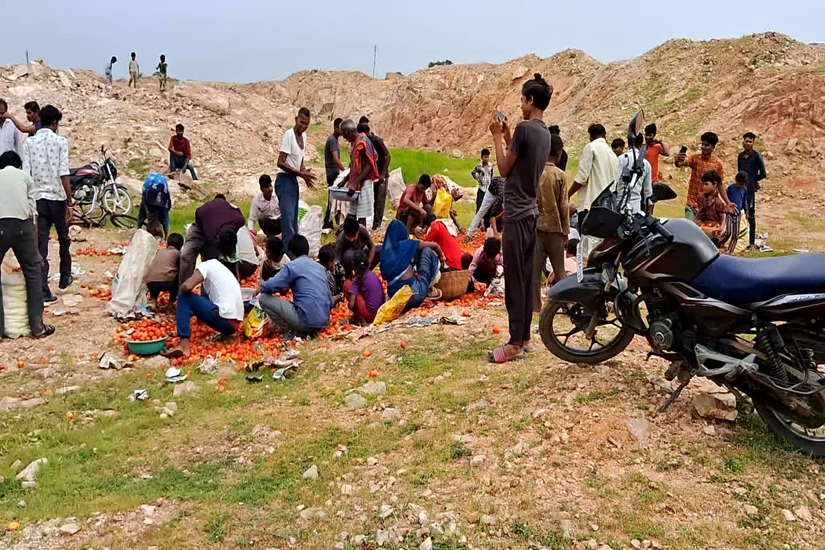 Tikamgarh News: टमाटर लूटने मची होड़, बोरियों और थैलों में भर-भरकर ले जाते दिखे लोग, देखें वीडियो