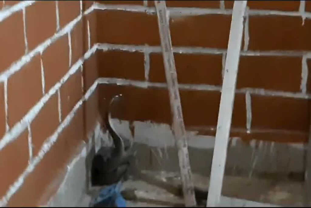 King Cobra spread panic