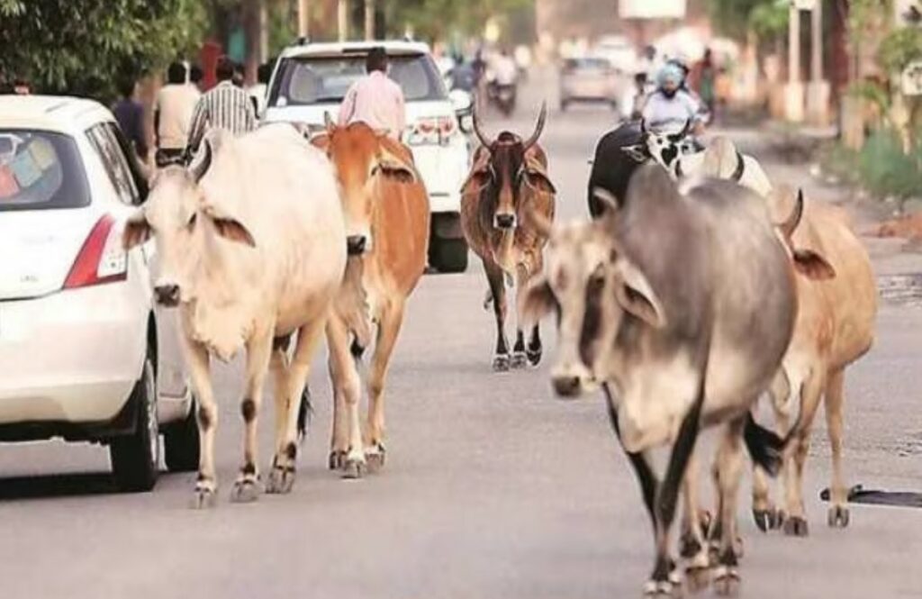 1000 Fine to cattle herders
