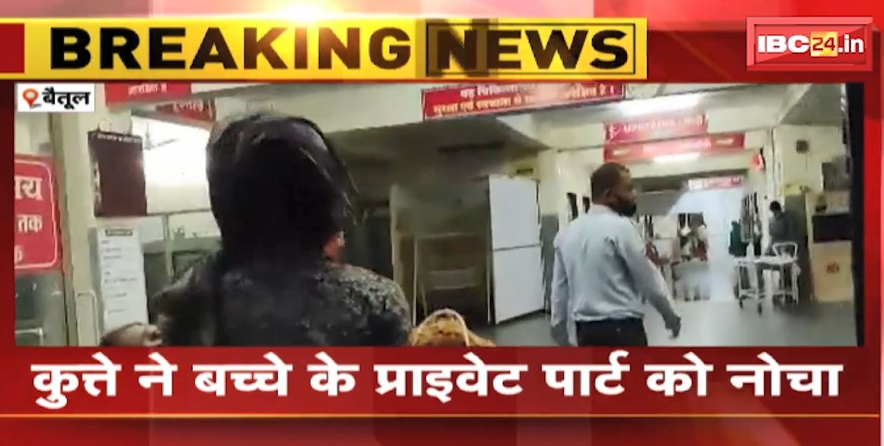 Betul Dog Attack News : मासूम पर कुत्ते ने किया हमला | कुत्ते ने बच्चे के प्राइवेट पार्ट को नोचा | देखिए