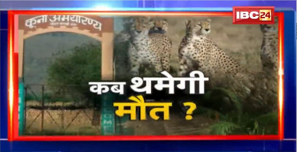 Cheetah death in Kuno National Park