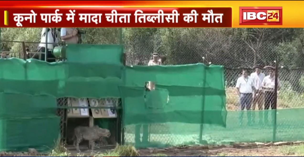 कूनो में मादा चीता तिब्लीसी की मौत। पिछले 4 महीने में 9 चीतों की हुई मौत। देखिए..