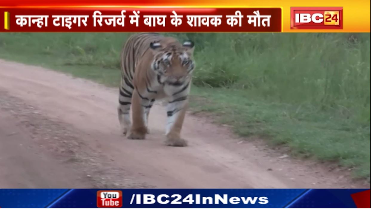 Kanha Tiger Reserve में बाघ के शावक की मौत। क्षत-विक्षत हालत में मिला बाघ के शावक का शव