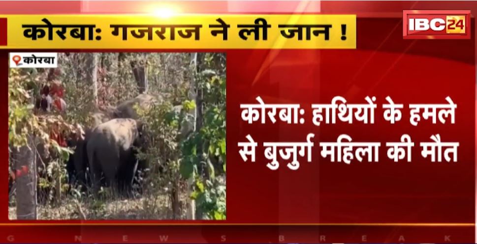 Korba में हाथियों के हमले से बुजुर्ग की मौत। क्षेत्र में विचरण कर रहा 15 हाथियों का दल। देखिए..