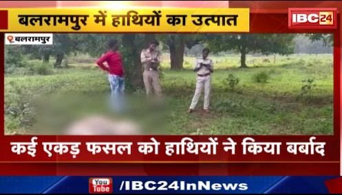 Balrampur में हाथियों का उत्पात जारी। हाथियों के हमले से एक गाय और एक बैल की मौत। देखिए वीडियो..