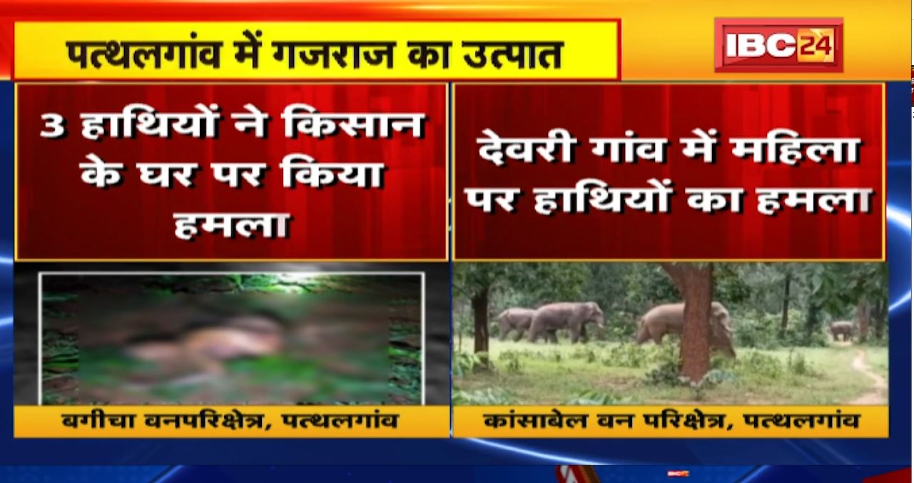 Pathalgaon में हाथियों के कुचलने से 2 लोगों की मौत। DFO ने 6 गांव में जारी किया अलर्ट