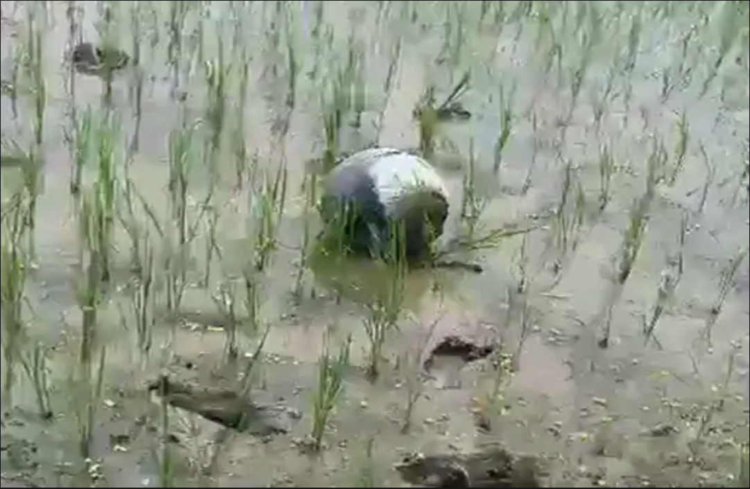 Gwalior News : खेत में गिरा चमकता हुआ आसमानी गोला, दहशत में आए ग्रामीण, घटनास्थन की ओर रवाना हुई वैज्ञानिकों की टीम