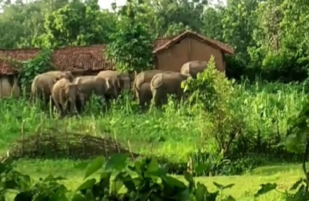 Group of 22 elephants present in Basna forest range