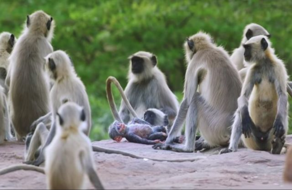 Hatta monkey unique news