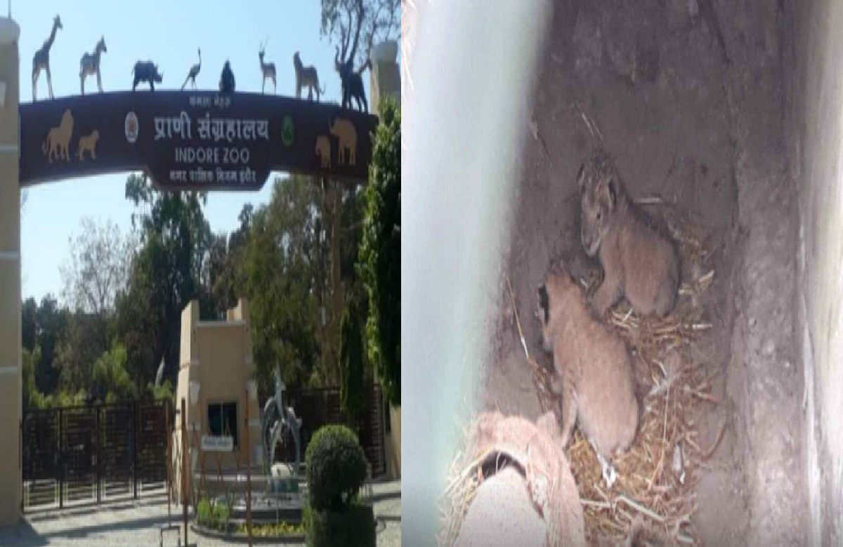 MP Zoo News: वर्ल्ड लायन डे पर चिड़ियाघर में आए दो नन्हे मेहमान, शेरनी ‘मेघा’ ने दिया शावकों को जन्म, देखें पहली झलक