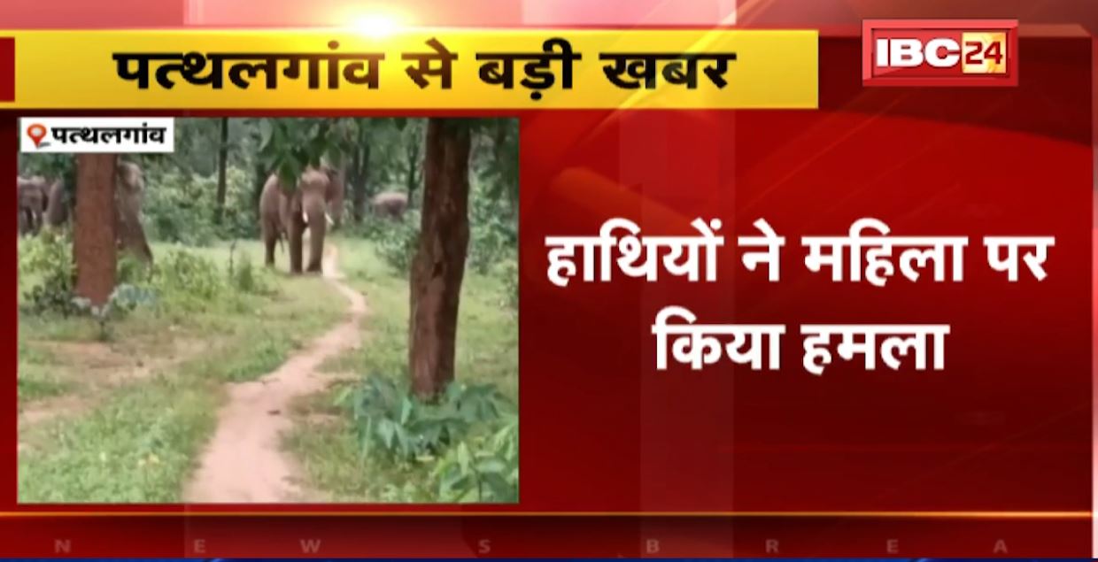Pathalgaon में हाथियों का आतंक। हाथियों के हमले से महिला की मौत। देखिए..