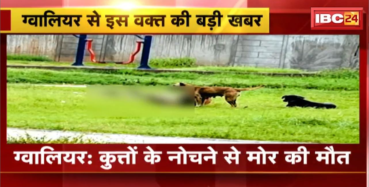 Gwalior : कुत्तों के नोचने से मोर की मौत। पशु प्रेमियों ने सिरोल थाना में दिया आवेदन