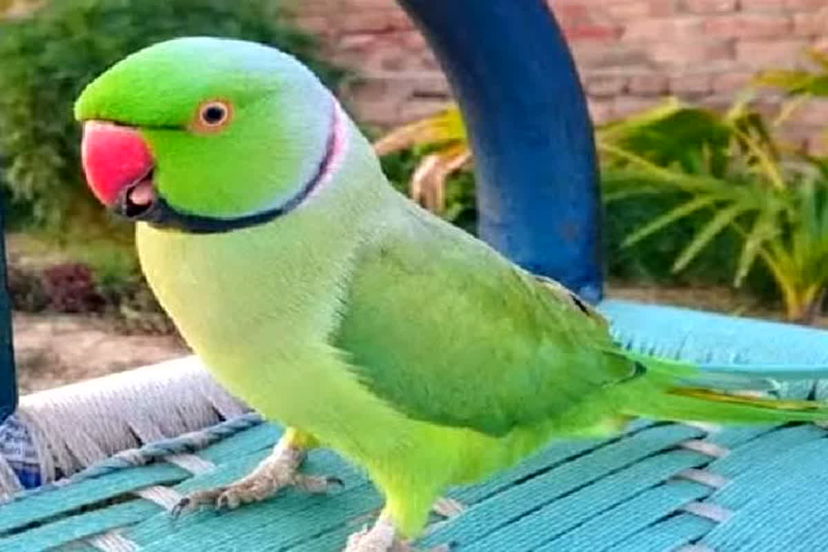 Reward on Parrot: तोते में अटकी महिला इंस्पेक्टर की जान, ढूंढकर लाने वाले मिलेगा ये इनाम