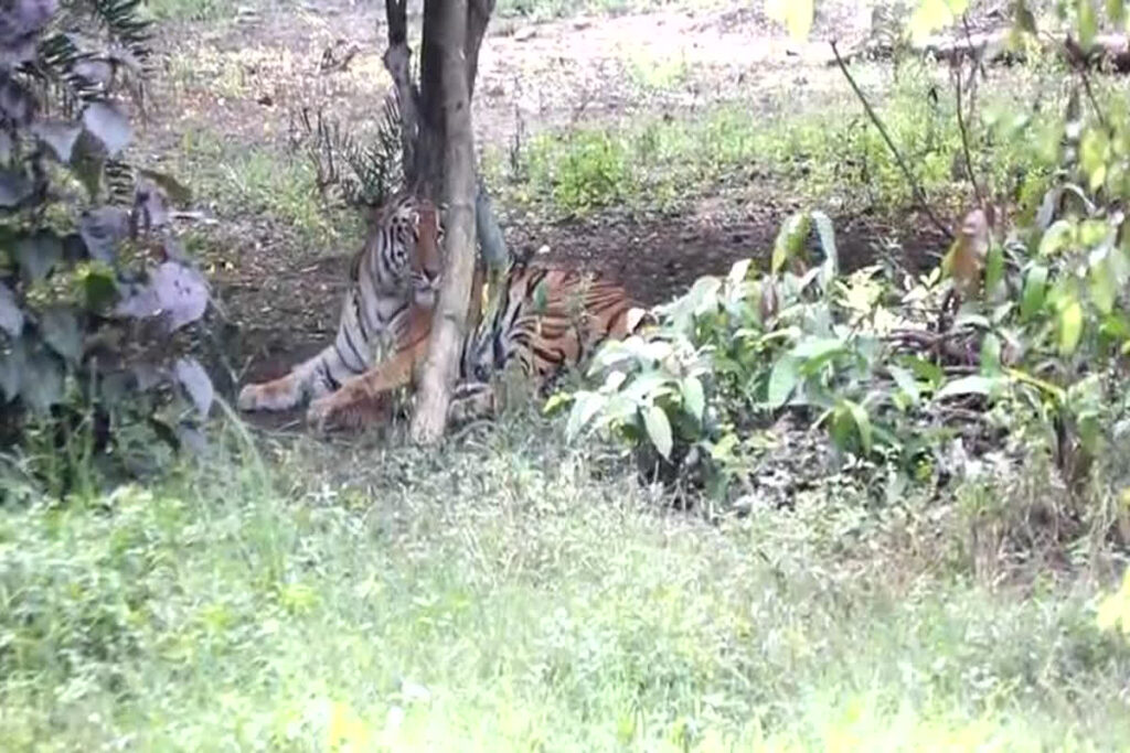 Tigress gave birth cubs