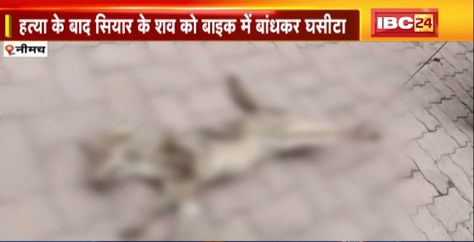 Neemuch में शिक्षक ने जंगली सियार को उतारा मौत के घाट। हत्या के बाद बाइक में बांधकर घसीटा शव। देखिए..
