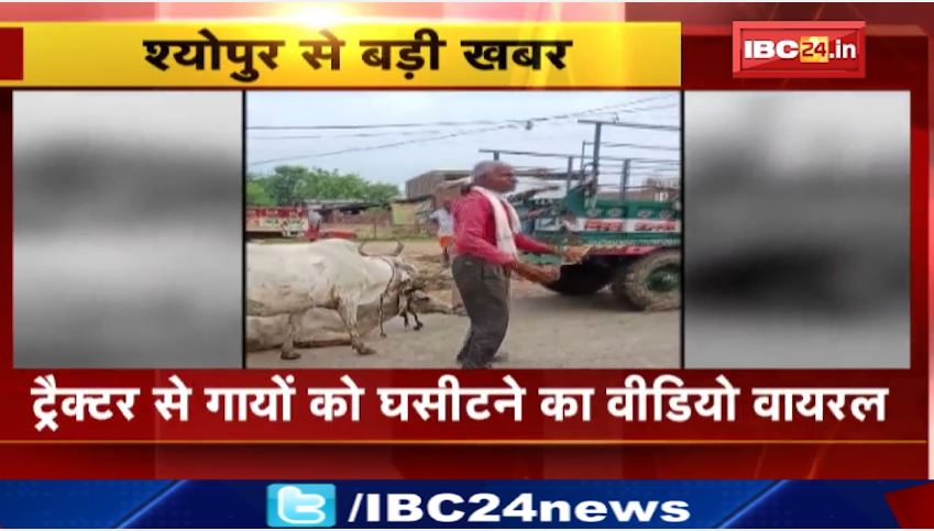 Sheopur में ट्रैक्टर से गायों को घसीटने वीडियो आया सामने। ग्रामीणों ने वीडियो सोशल मीडिया में किया वायरल। देखिे..