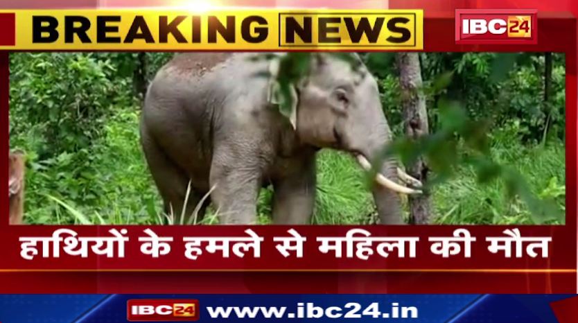 Pathalgaon में हाथियों के हमले से महिला की मौत। वन विभाग की टीम मौके पर पहुंची। देखिए वीडियो..