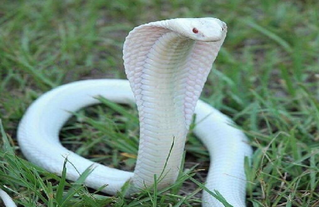 Albino Cobra Snake