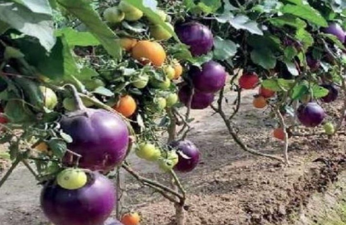 पुनर्गठित मौसम आधारित फसलों का बीमा 16 अगस्त तक, जानें कैसे ले सकते हैं इसका लाभ