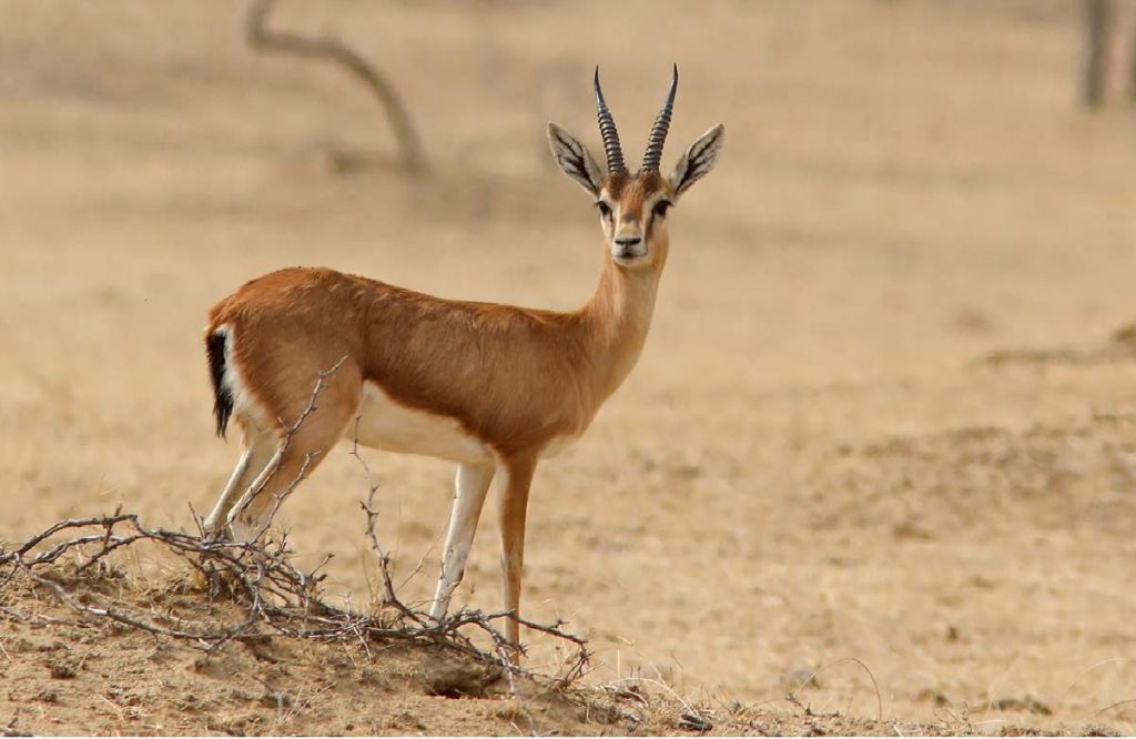 6 Chinkaras will be brought soon in Gwalior Gandhi Zoological Park