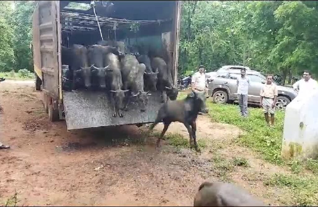 cow smuggling in baloda bazar