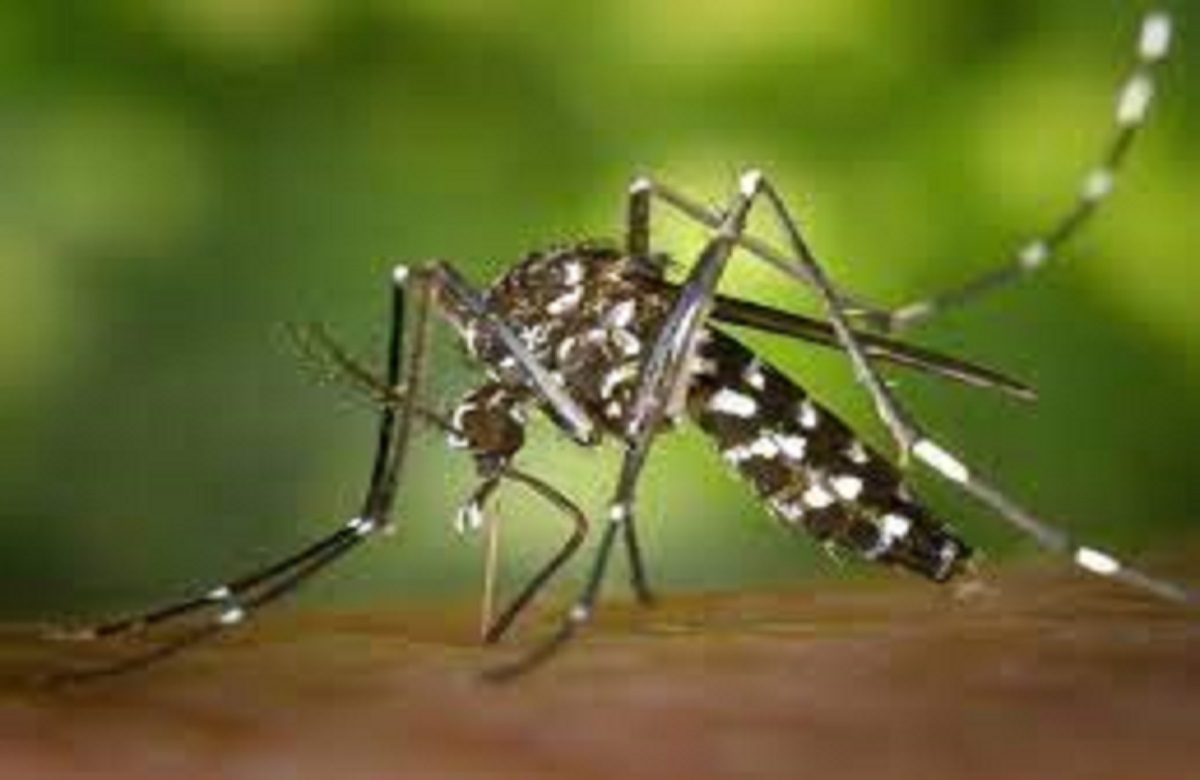 World Mosquito Day 2023: क्यों मनाया जाता है विश्व मच्छर दिवस? जानिए ‘मॉस्किटो बाइट’ से बचने के उपाय…